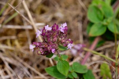 <i>Origanum vulgare</i>