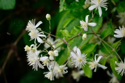 <i>Clematis vitalba</i>
