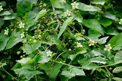 <i>Bryonia dioica</i>