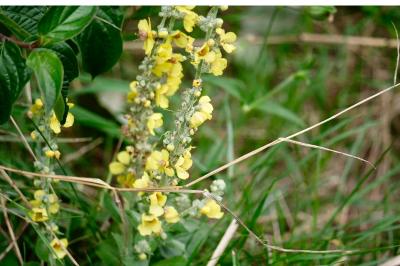 <i>Verbascum pulverulentum</i>
