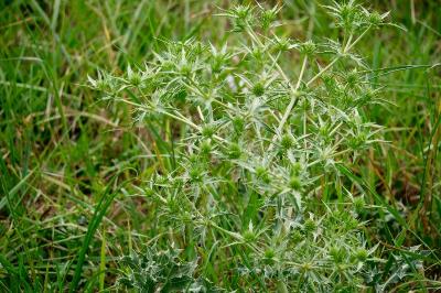 <i>Eryngium campestre</i>