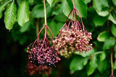 <i>Sambucus nigra</i>