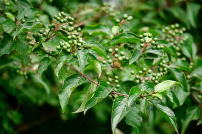 <i>Cornus sanguinea</i>
