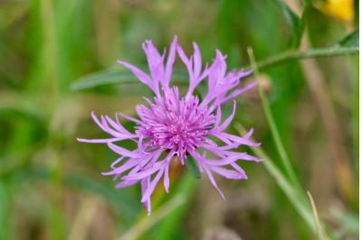 <i>Centaurea jacea</i>