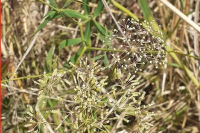 <i>Falcaria vulgaris</i>