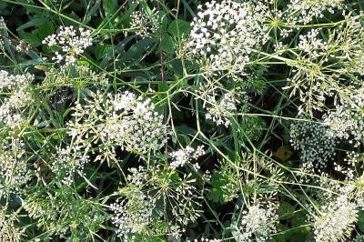 <i>Falcaria vulgaris</i>