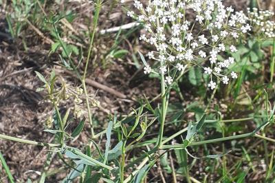 <i>Falcaria vulgaris</i>