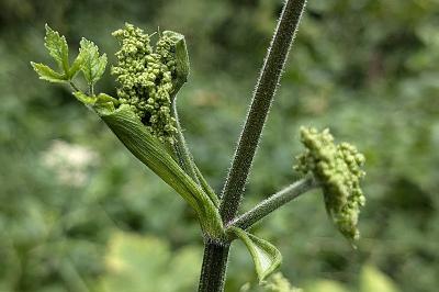 <i>Heracleum sphondylium</i>