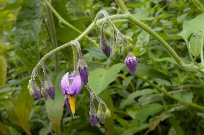<i>Solanum dulcamara</i>
