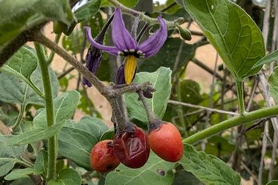 <i>Solanum dulcamara</i>