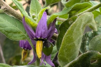 <i>Solanum dulcamara</i>