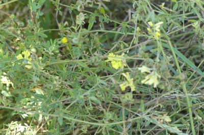 <i>Medicago sativa</i>