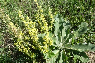 <i>Verbascum pulverulentum</i>