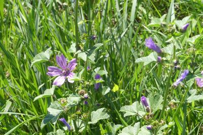 <i>Malva sylvestris</i>