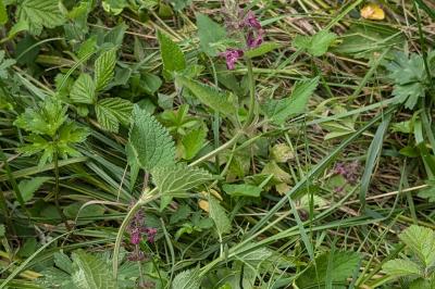 <i>Stachys sylvatica</i>