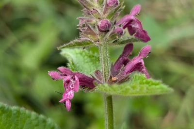 <i>Stachys sylvatica</i>