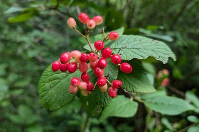 <i>Viburnum lantana</i>