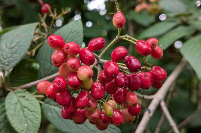 <i>Viburnum lantana</i>