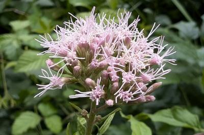 <i>Eupatorium cannabinum</i>