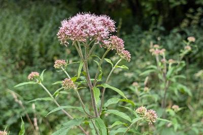 <i>Eupatorium cannabinum</i>