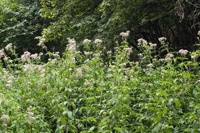 <i>Eupatorium cannabinum</i>