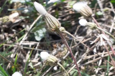 <i>Crepis foetida</i>