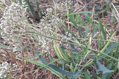 <i>Falcaria vulgaris</i>