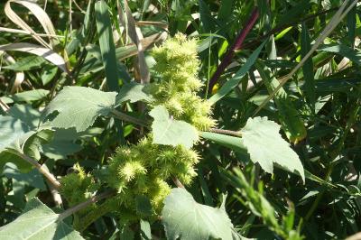 <i>Xanthium orientale</i>