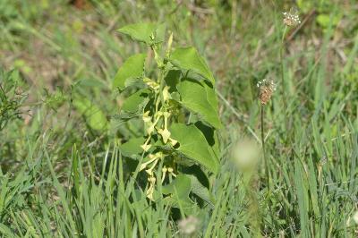 <i>Aristolochia clematitis</i>