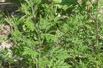 <i>Ambrosia artemisiifolia</i>