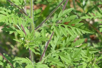 <i>Ambrosia artemisiifolia</i>