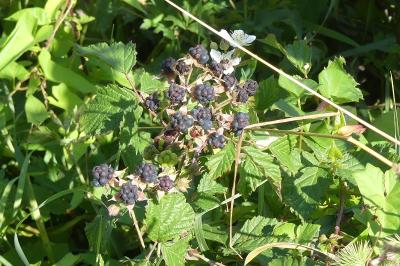 <i>Rubus caesius</i>