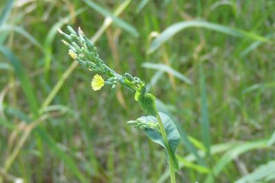 <i>Lactuca serriola</i>