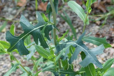<i>Lactuca serriola</i>