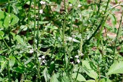 <i>Verbena officinalis</i>