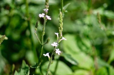 <i>Verbena officinalis</i>