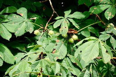 <i>Aesculus hippocastanum</i>