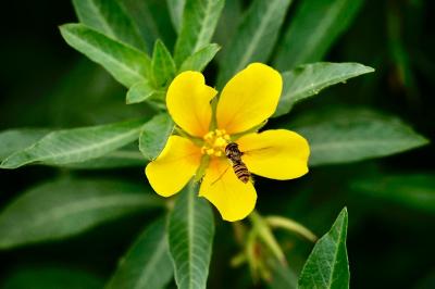 <i>Ludwigia grandiflora</i>