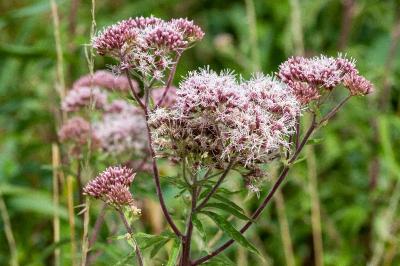 <i>Eupatorium cannabinum</i>