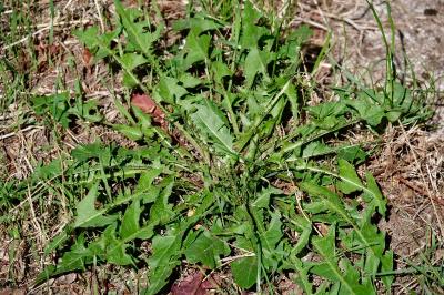 <i>Taraxacum officinale</i>