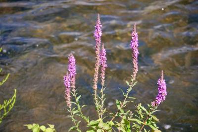 <i>Lythrum salicaria</i>