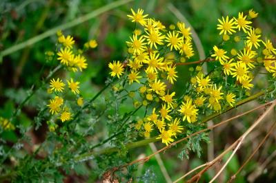 <i>Jacobaea vulgaris</i>