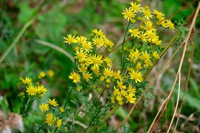 <i>Jacobaea vulgaris</i>