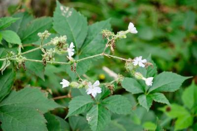 <i>Silene latifolia</i>