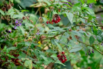 <i>Solanum dulcamara</i>