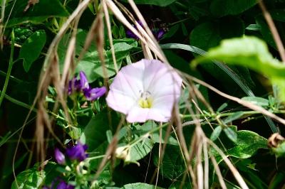 <i>Convolvulus arvensis</i>