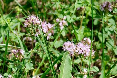 <i>Origanum vulgare</i>