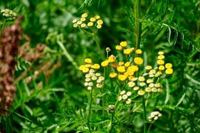 <i>Tanacetum vulgare</i>