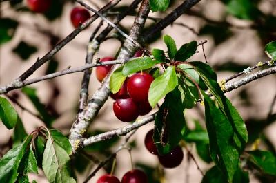 <i>Prunus cerasus</i>