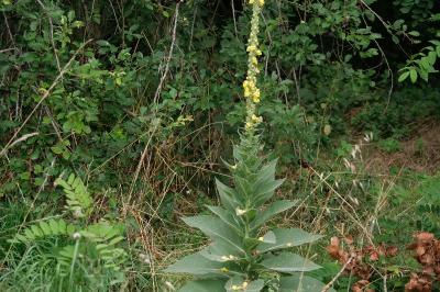 <i>Verbascum thapsus</i>